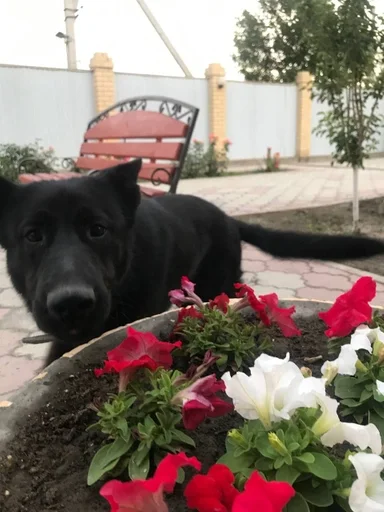 Стикер алдияр топ :: @fStikBot - 11