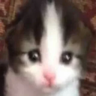 Стикер @aokishiraqq ꖑ - 7