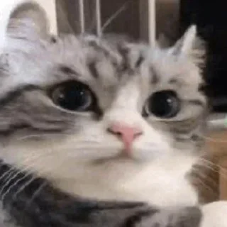 Стикер От красивого ❤️ - @akayo_san - 3