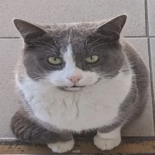 Стикер От красивого ❤️ - @akayo_san - 4