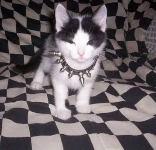 привет придурок. :: @fStikBot - animal