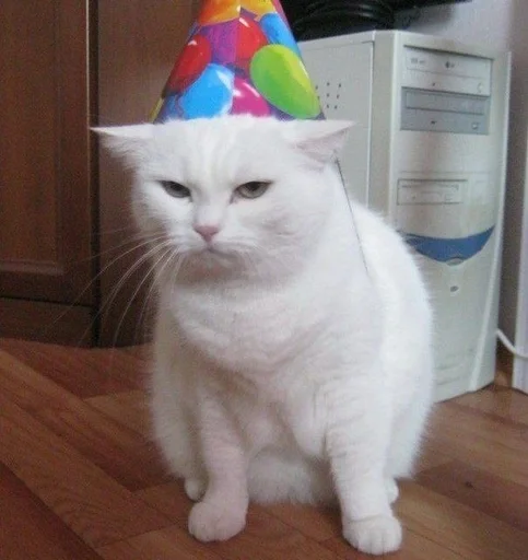 indoor small to medium-sized cats felidae