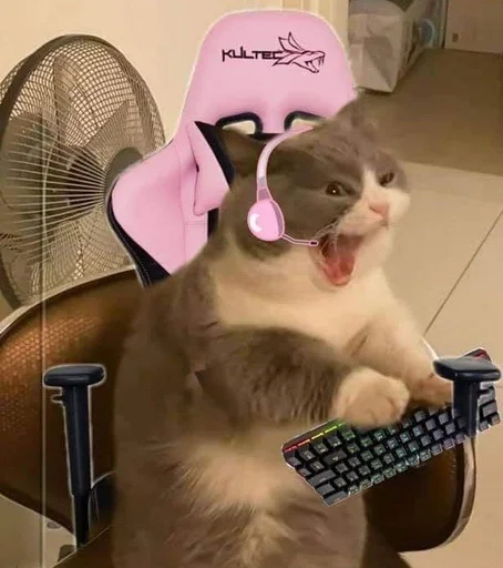 animal indoor small to medium-sized cats