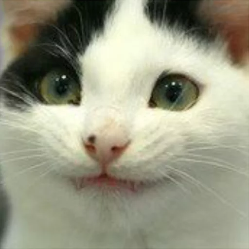 млекопитающее животное кошка