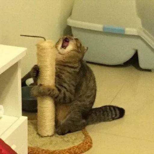 indoor small to medium-sized cats felidae