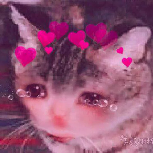 mammal animal small to medium-sized cats