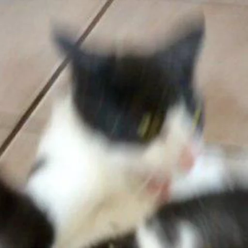 домашняя кошка кошка животное