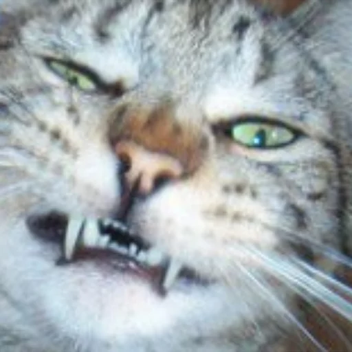 животное млекопитающее кошка