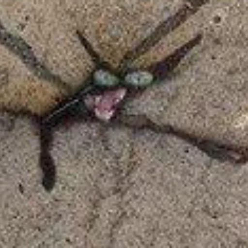 животное беспозвоночный насекомое