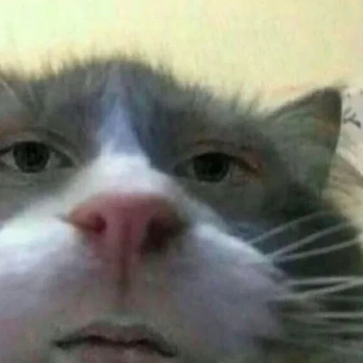 млекопитающее животное кошка