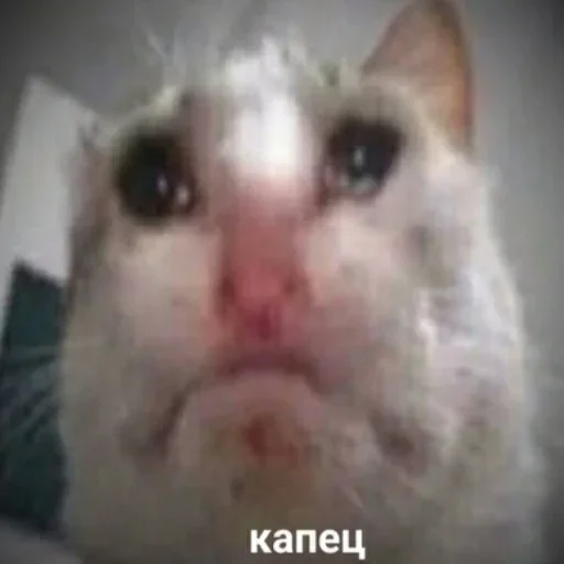 млекопитающее животное домашняя кошка