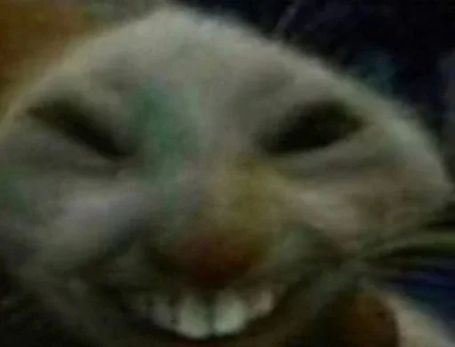 млекопитающее животное кошка