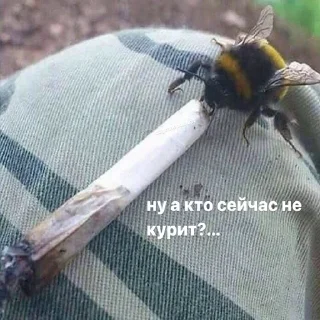 Стикер нуаче - 5