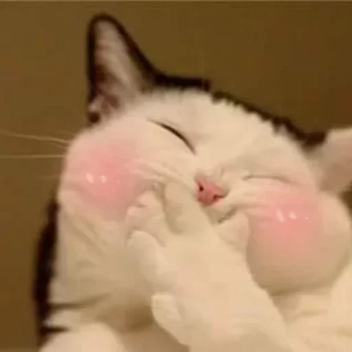 животное млекопитающее кошка