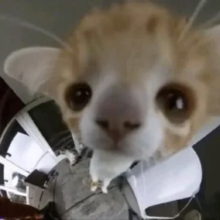 Стикер котики няши - 9