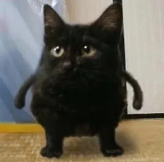 Стикер котики няши - 8