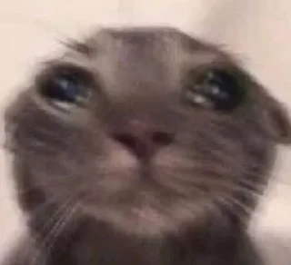 Стикер котики няши - 6