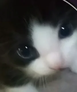 Стикер котики няши - 2