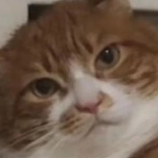 Sticker nyssatha - 1