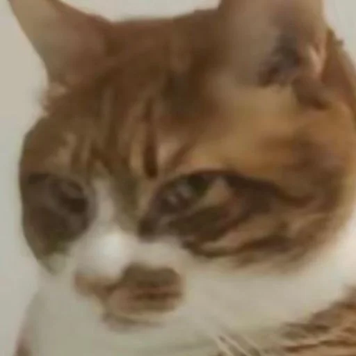 Sticker nyssatha - 1