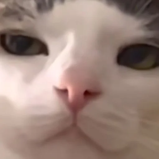 Стикер nyssatha - 1