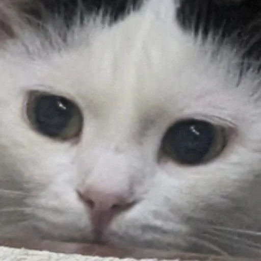 Sticker nyssatha - 1