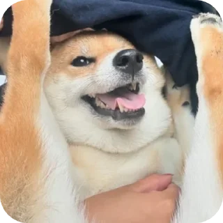 Стикер Шалупонька - 4