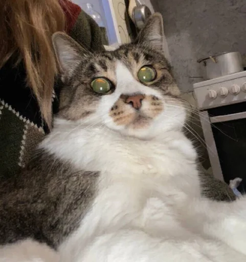 Стикер nyusha - 7