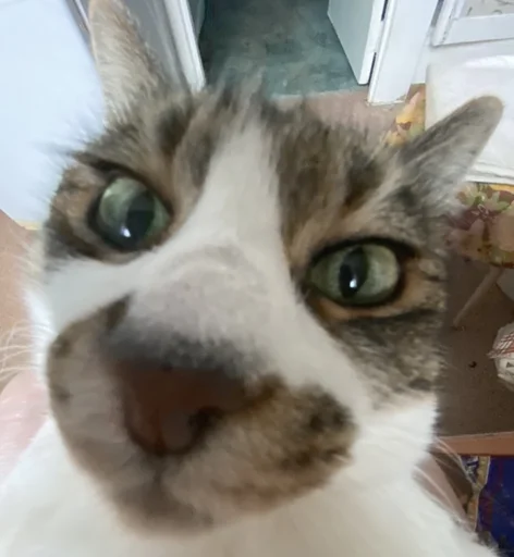 Стикер nyusha - 3