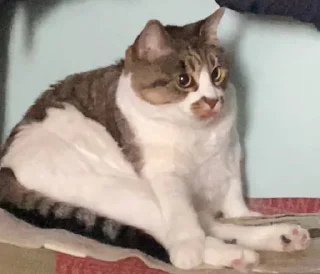 Стикер nyusha - 11