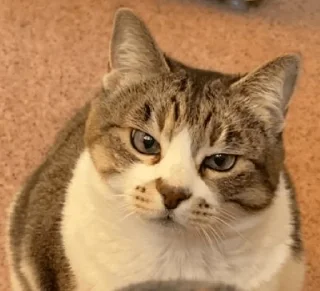 Стикер nyusha - 9