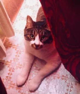 Стикер nyusha - 2