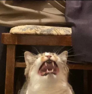 Стикер nyusha - 6