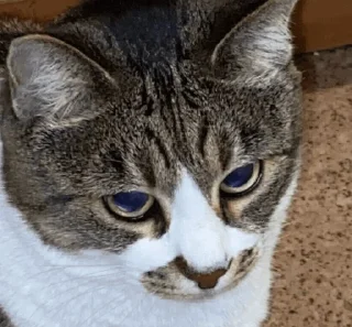 Стикер nyusha - 8