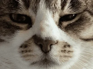 Стикер nyusha - 4