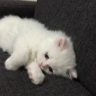 Sticker Стикеры@TgStickerRobot - 1