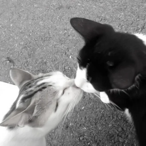 Sticker nzpuSwHPTdjFjzp_by_TgStickerRobot - 1