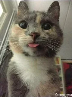 Sticker Стикеры@TgStickerRobot - 2