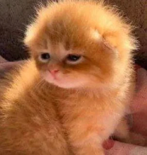 Sticker Стикеры@TgStickerRobot - 8