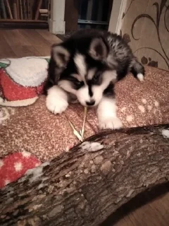 Sticker Создать стикеры|@EmojiRuBot - 4