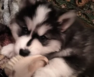 Sticker Создать стикеры|@EmojiRuBot - 5