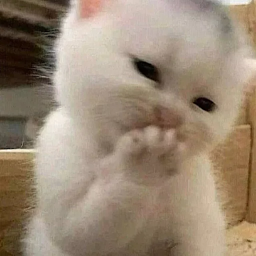 Очко тюленя - 