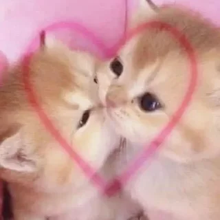 Sticker Очко тюленя - 9