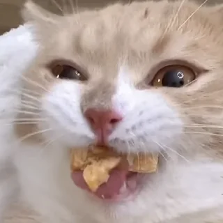 Sticker Очко тюленя - 2