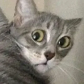 Sticker Очко тюленя - 7