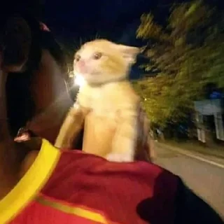 Sticker Очко тюленя - 5