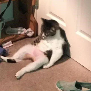 Sticker Очко тюленя - 3