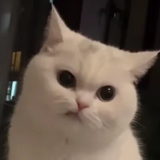 Sticker Очко тюленя - 4