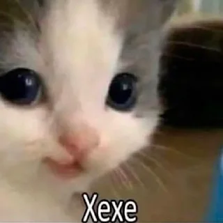 Sticker Очко тюленя - 8