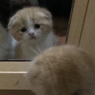 Sticker Очко тюленя - 1